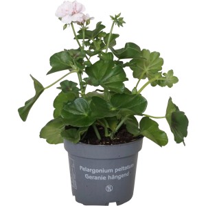 Hängende Geranie (Pelargonium) mit weißen Blüten im Topf, ca. 12 cm Topf-Ø.