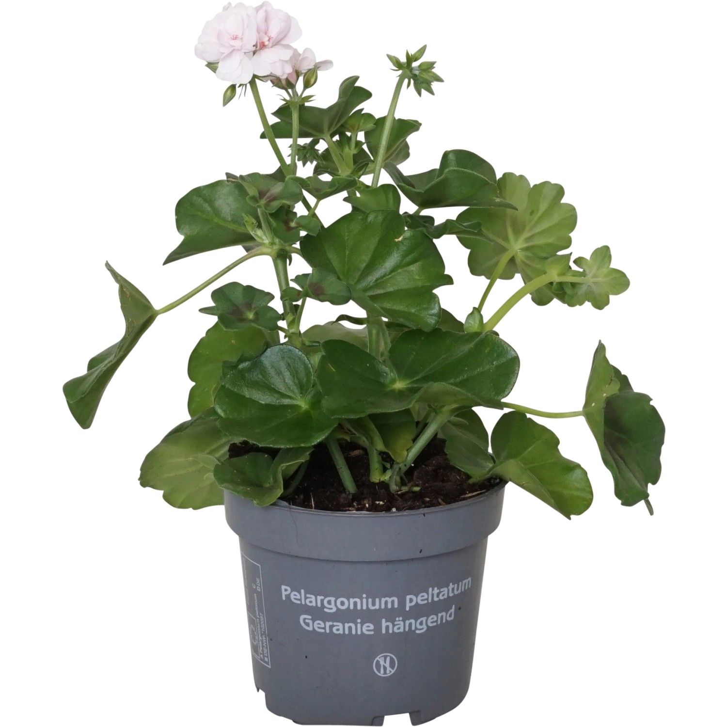 Hängende Geranie Weiß Topf-Ø ca. 12 cm Pelargonium