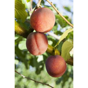 Bio Zwergobst Aprikose am Baum, reife Früchte mit rötlicher Schale. Ideal für Kübel.