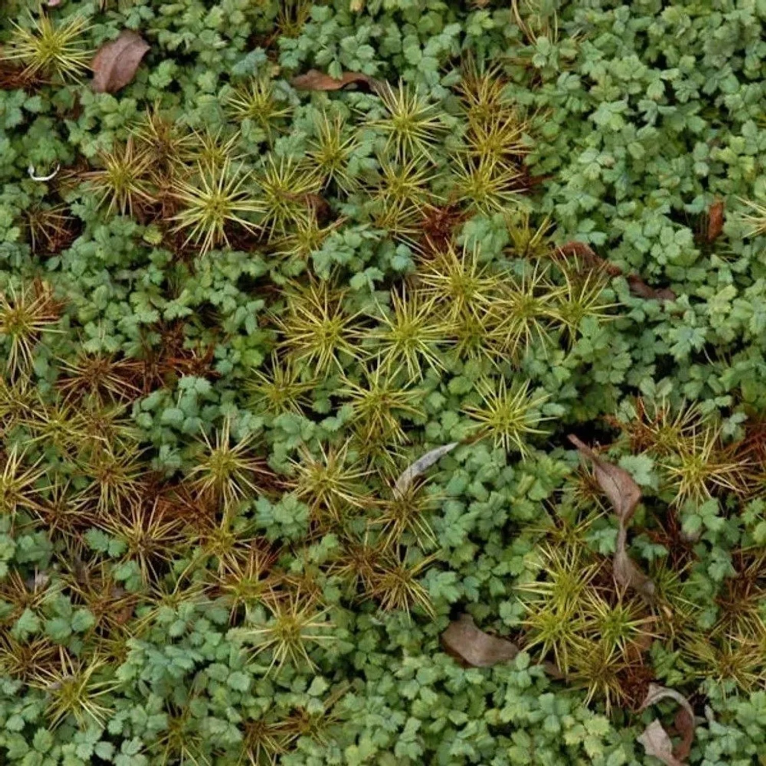 Magellan Stachelnüßchen - Acaena magellanica
