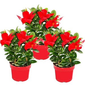 Set aus 3 roten Dipladenia Jasmin Pflanzen im 10cm Topf.