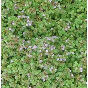 Korsische Minze (Mentha requienii) mit kleinen, zarten Blüten, Nahaufnahme.