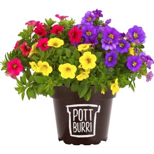 Dreifarbiges Zauberglöckchen (Calibrachoa) im Topf, Hängepflanze mit roten, gelben und lila Blüten.