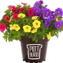 Dreifarbiges Zauberglöckchen (Calibrachoa) im Topf, Hängepflanze mit roten, gelben und lila Blüten.