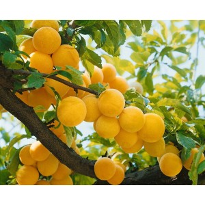 Nahaufnahme der gelben Pflaumen 'Golden Japan' am Baum, reife Früchte und grüne Blätter.