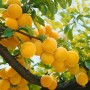 Nahaufnahme der gelben Pflaumen 'Golden Japan' am Baum, reife Früchte und grüne Blätter.