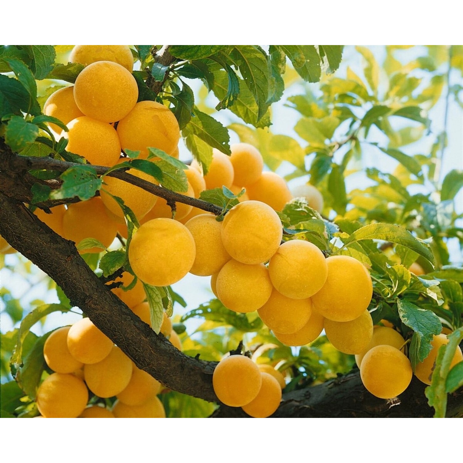 Prunus Domestica Golden Japan Gelbe Pflaume 150–200 cm günstig online kaufen