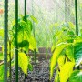 Grüne KARAT Pflanzenstäbe als Rankhilfe im Beet, 10er-Set Tomatenstäbe unter Bewässerung.