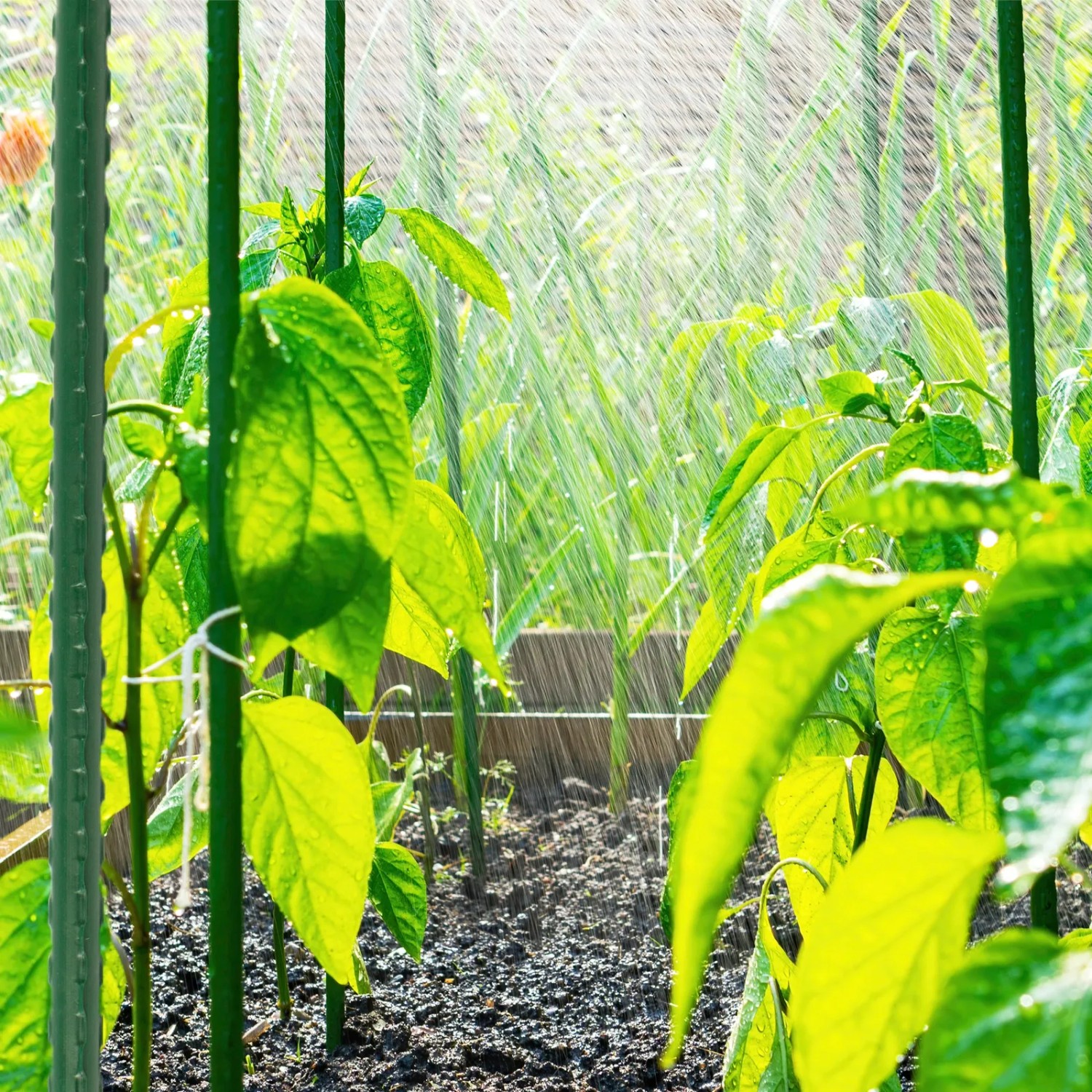 Grüne KARAT Pflanzenstäbe als Rankhilfe im Beet, 10er-Set Tomatenstäbe unter Bewässerung.