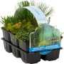 Teichpflanzen-Set Sauerstoffquelle, 6 Pflanzen im Topf, verschiedene Sorten für den Gartenteich.