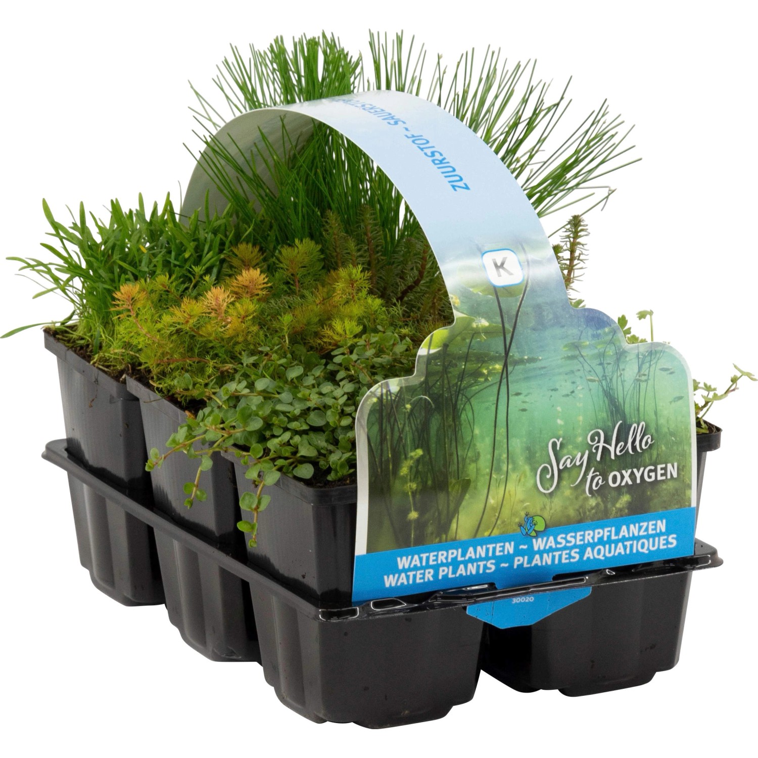 Teichpflanzen-Set Sauerstoffquelle, 6 Pflanzen im Topf, verschiedene Sorten für den Gartenteich.