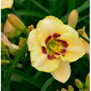 Nahaufnahme einer gelben Taglilie 'Custard Candy' (Hemerocallis), Stauden-Blüte mit rotem Zentrum.