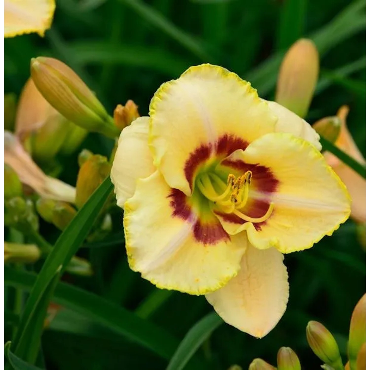 Taglilie Custard Candy - Hemerocallis cultorum