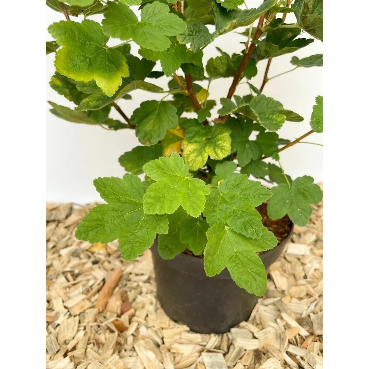 Blutjohannisbeere 'Baumfink' im Topf, ca. 40-60 cm hoch, mit grünen Blättern.