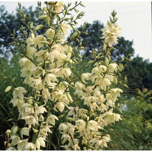 Blühende OBI Palmlilie (Yucca filamentosa) mit weißen Blütenrispen im Garten.