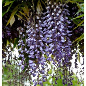 Blühender Blauregen Macrobotrys (Wisteria floribunda) mit langen, violetten Blütentrauben.