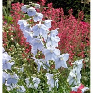 Blauer Rittersporn 'Ballkleid' (Delphinium belladonna) im Gartenbeet.