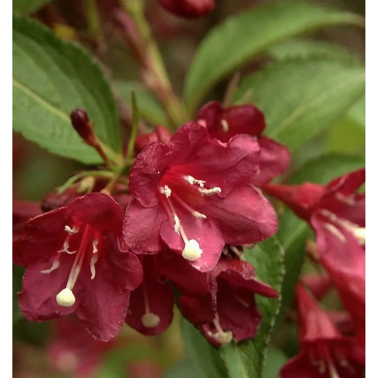 Liebliche Weigelie Picobella Rosso 30-40cm - Weigela florida