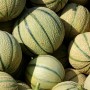 Frische Charentais Zuckermelonen mit genetzter Schale und grünen Streifen, bereit zur Ernte. Ideal für Gemüsesamen.