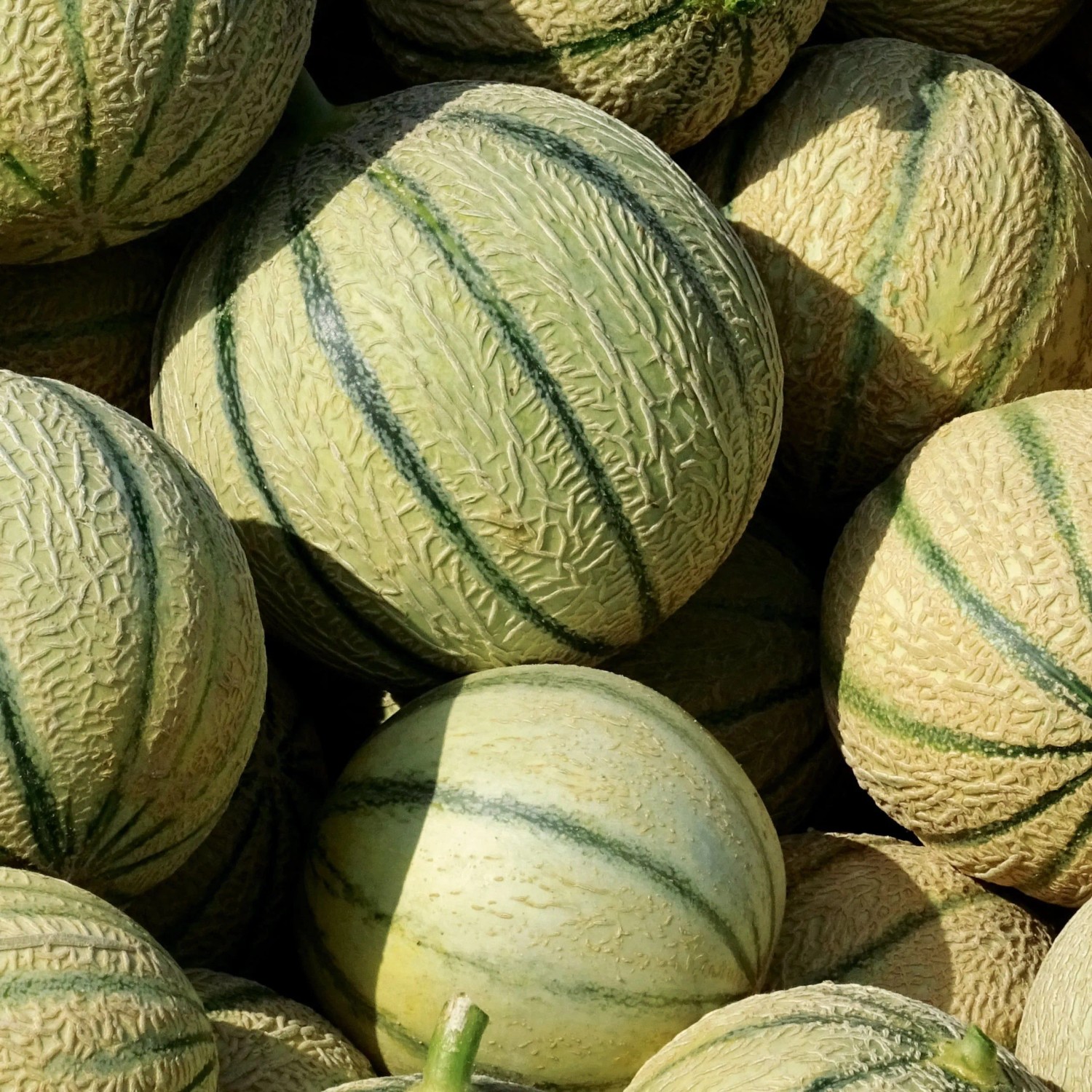 Frische Charentais Zuckermelonen mit genetzter Schale und grünen Streifen, bereit zur Ernte. Ideal für Gemüsesamen.