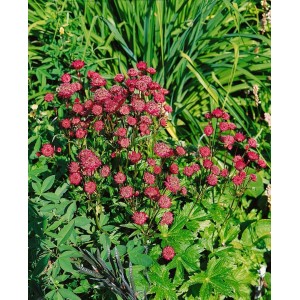 Rubinrote Große Sterndolde (Astrantia Major Ruby Wedding) im 9x9 cm Topf, blühende Staude.
