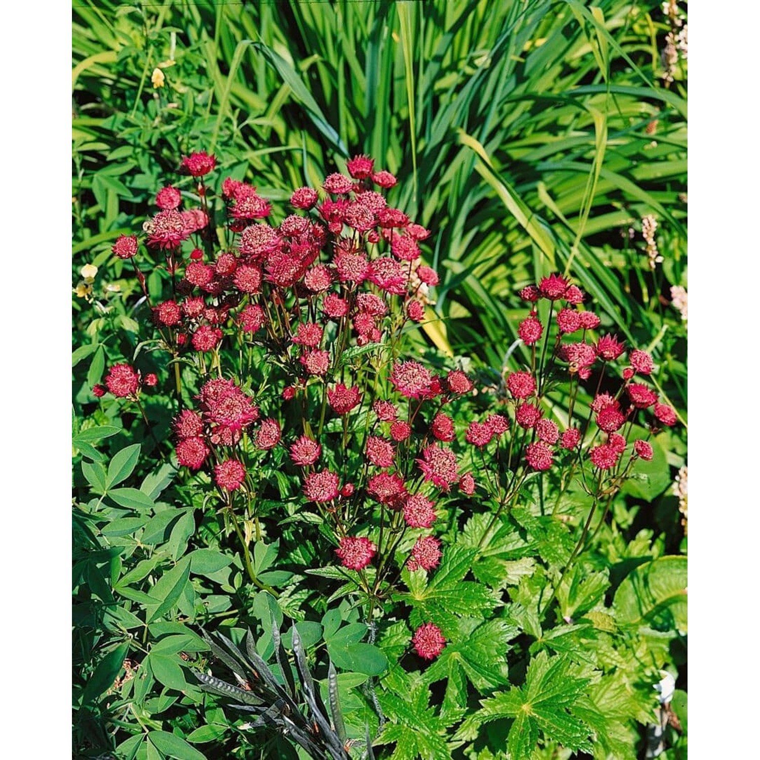 Astrantia Major Ruby Wedding Große Sterndolde Ca. 9x9 cm Topf günstig online kaufen