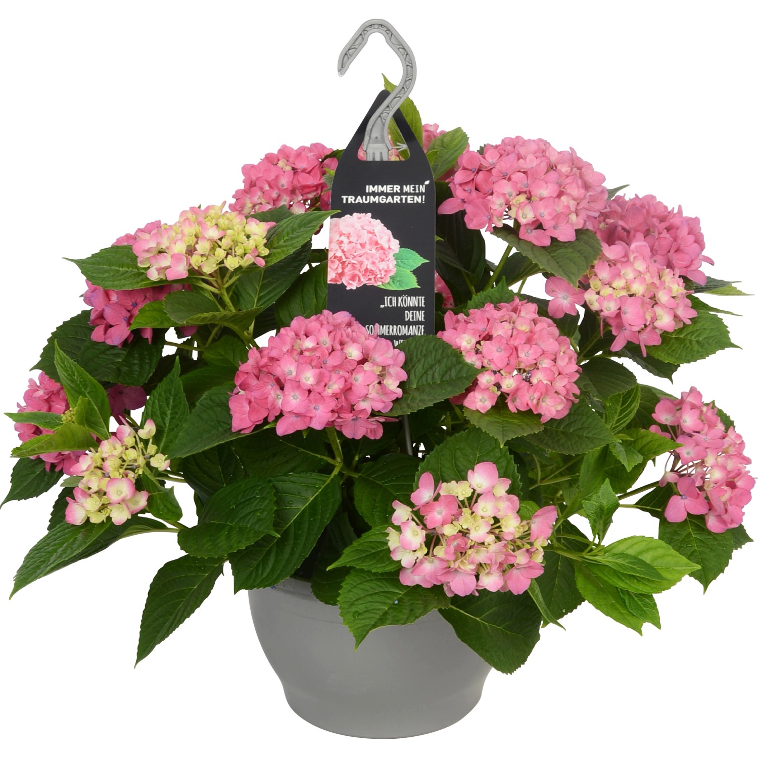 Traumgarten HortensienAmpel TopfØ ca. 23 cm Hydrangea macrophylla