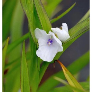 Weiße Dreimasterblumen Osprey Blüte mit violetter Mitte, umgeben von grünen Blättern. Eine schöne Gartenstaude.