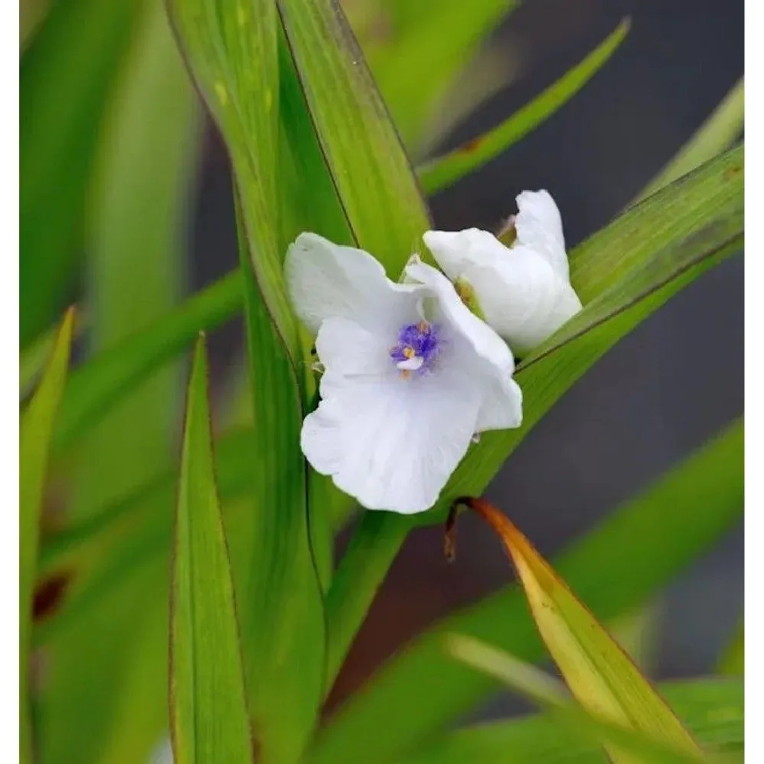 Dreimasterblumen Osprey - Tradescantia andersoniana