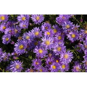 Nahaufnahme der blauen Blüten der Aster Dumosus Blaue Lagune Kissenaster im Topf.