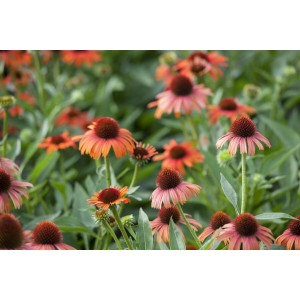 Nahaufnahme Roter Sonnenhut (Echinacea Purpurea) mit purpurroten Blüten im Beet.