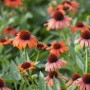 Nahaufnahme Roter Sonnenhut (Echinacea Purpurea) mit purpurroten Blüten im Beet.