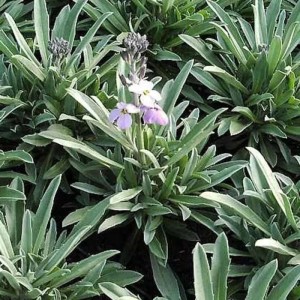 Nahaufnahme des Goldlacks Bowles Mauve (Erysimum cheiri) mit lila Blüten und grün-silbrigen Blättern.