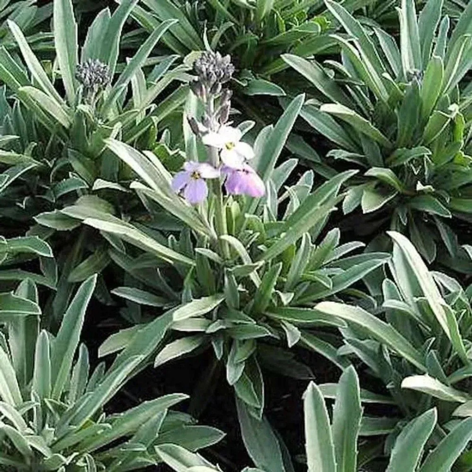 Goldlack Bowles Mauve - Erysimum cheiri