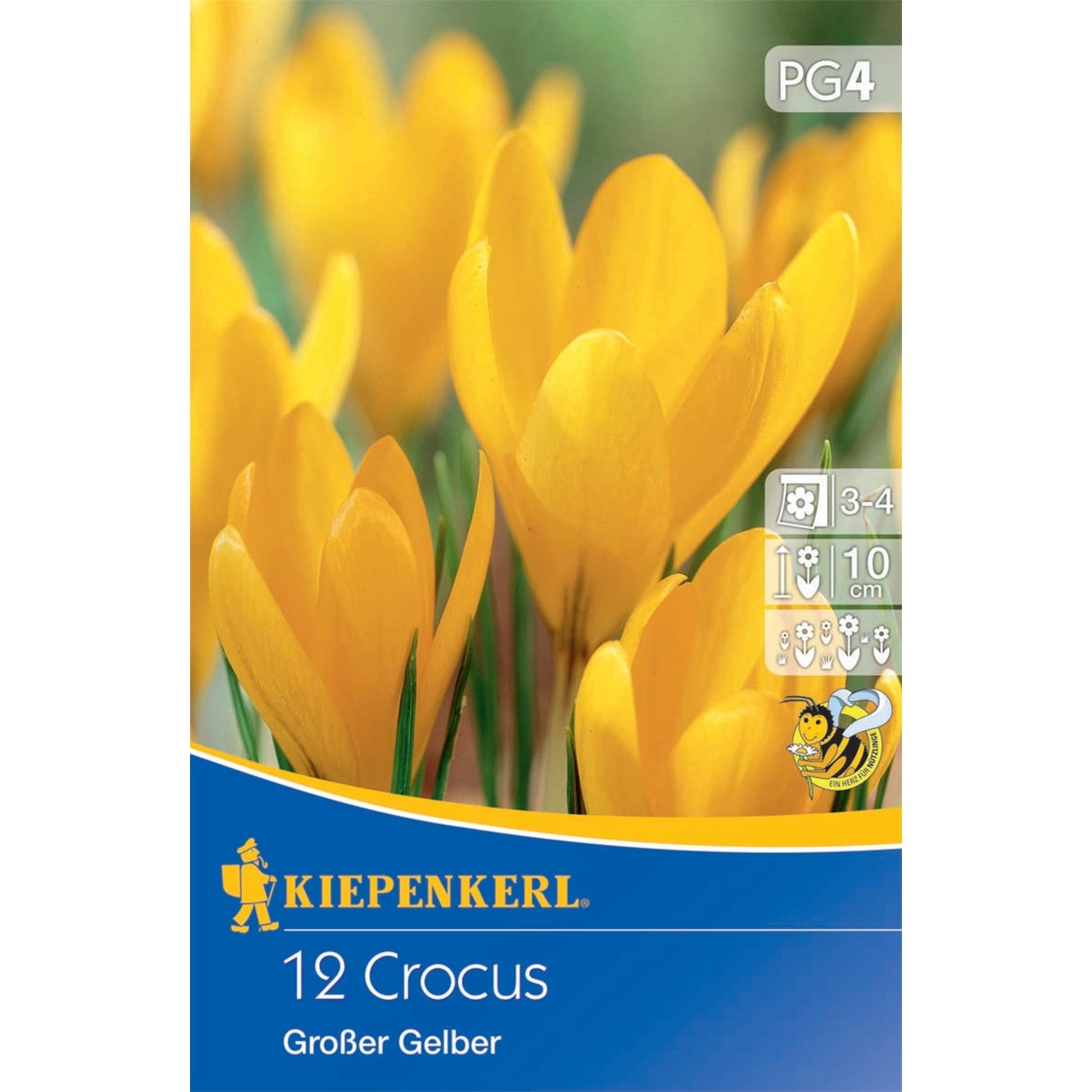 Kiepenkerl Blumenzwiebeln Großblumiger Krokus Großer Gelber 12 Stück günstig online kaufen