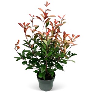 Glanzmispel Red Robin Set im Topf, ca. 80-100 cm hoch, mit roten und grünen Blättern.