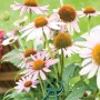 Pflanzen-Bindeset mit Staudenbindern und Pflanzenclips an rosa blühenden Blumen im Garten.