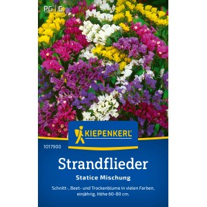 Kiepenkerl Strandflieder Statice Mischung mit bunten Blüten für Beet und Trockensträuße.