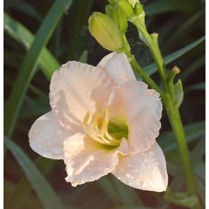Nahaufnahme einer zarten, hellrosa Taglilie 'Lullaby Baby' im Garten.