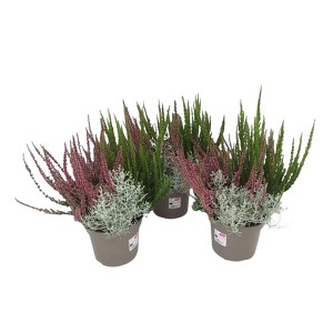 Herbstmix im Topf: Calluna, Muehlenbeckia, Calocephalus und Erica für Balkon und Garten.