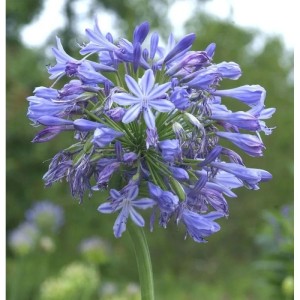 Blühende Liebesblume 'Blue Triumphator' (Agapanthus africanus) mit blauen Blüten.