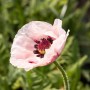 Türkischer Mohn 'Royal Wedding' im Topf, ca. 11x11 cm, weiße Blüte mit dunklem Zentrum.
