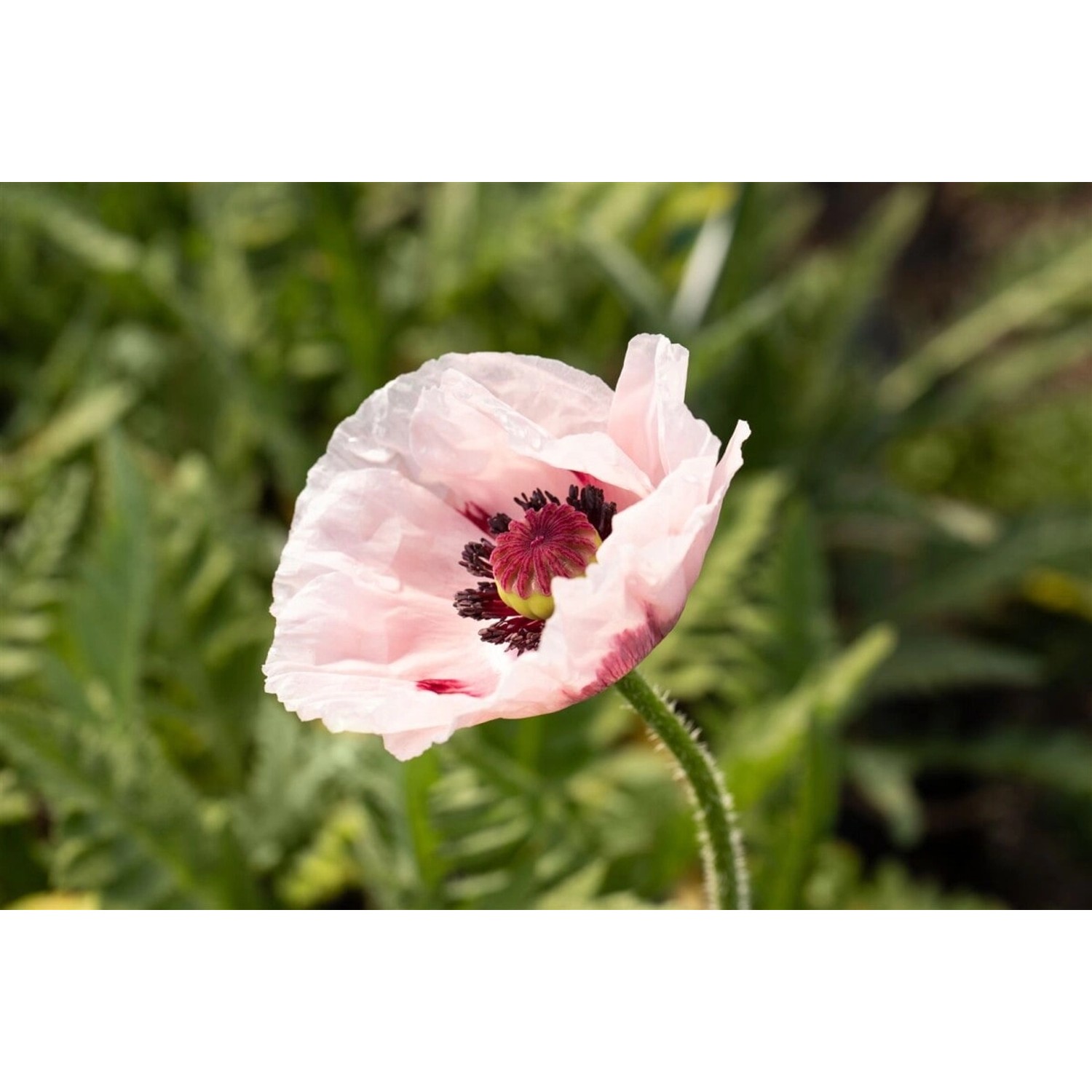 Papaver Orientale Türkischer Mohn Royal Wedding Ca 11x11 cm Topf günstig online kaufen