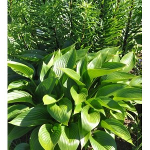 Graublattfunkie 'Devon Green' (Hosta tardiana) mit grünen Blättern im Garten.