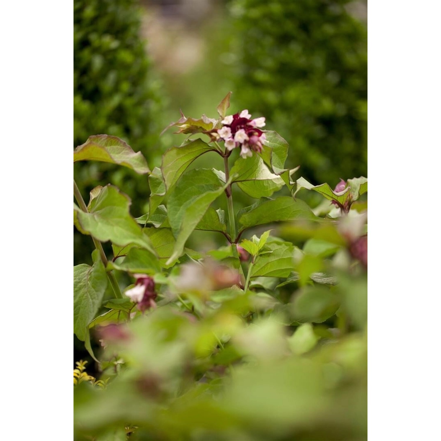 Leycesteria Formosa Purple Rain Schöne Leycesterie Purpur 60–80 cm günstig online kaufen