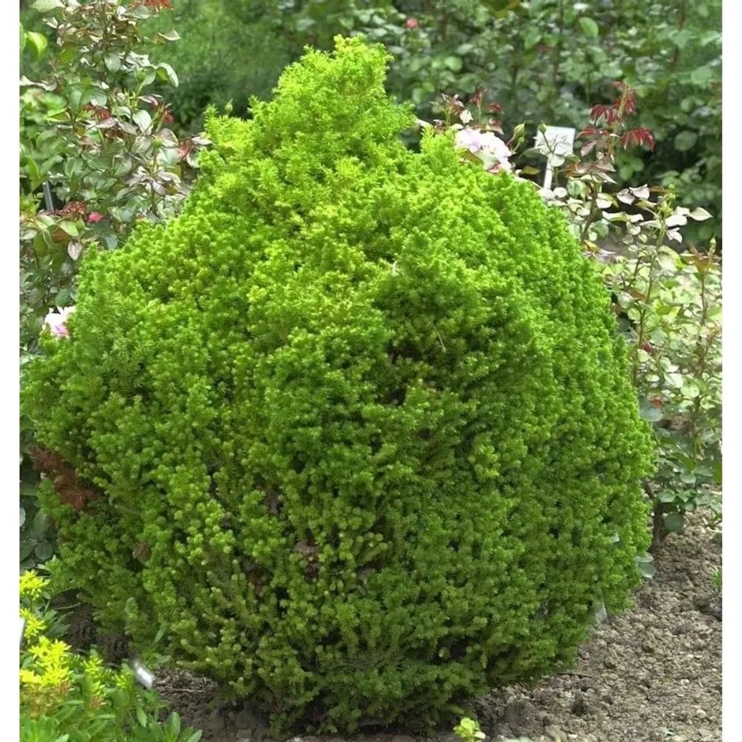 Zwerg Kugelsicheltanne 15-20cm - Cryptomeria japonica