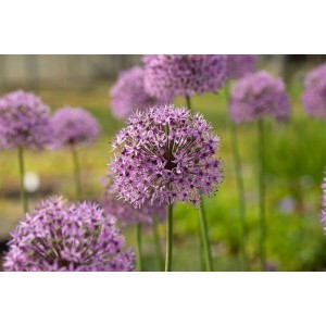 Violette Zierlauch 'Gladiator' Blüten im Beet, Allium Aflatunense im 11x11 cm Topf.