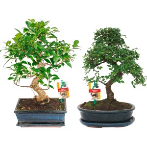 Zwei Zimmerbonsai im Topf (ca. 25 cm Ø) mit grünen Blättern in unterschiedlichen Formen.