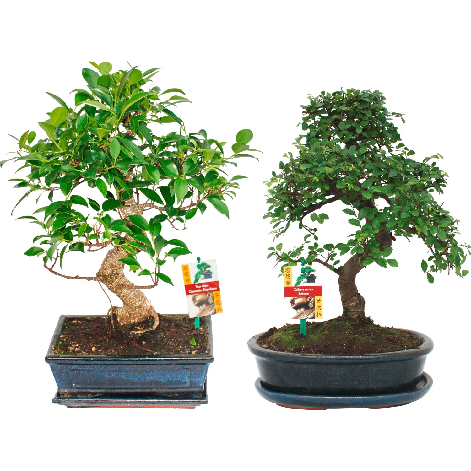 Bonsai TopfØ ca. 25 cm kaufen bei OBI