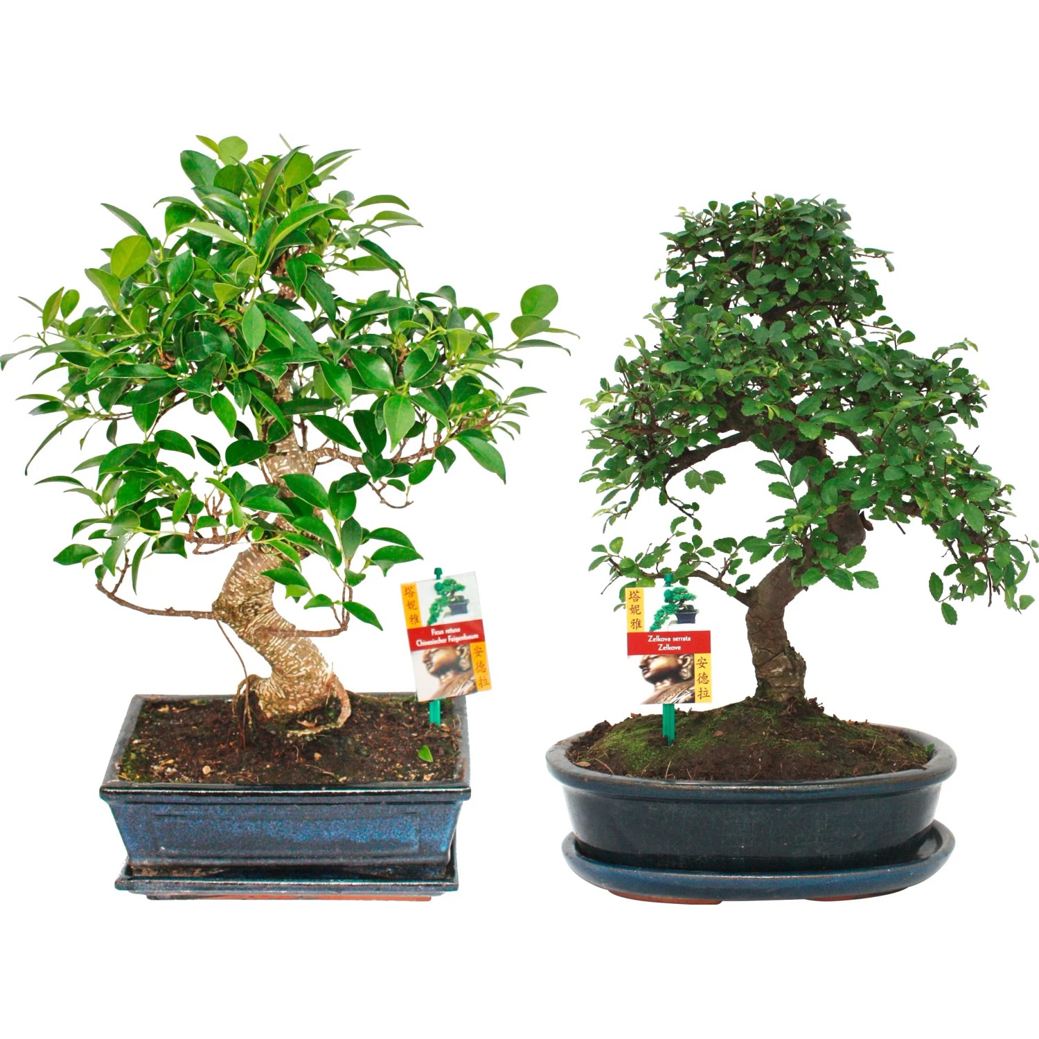 Bonsai Topf- ca. 25 cm kaufen bei OBI